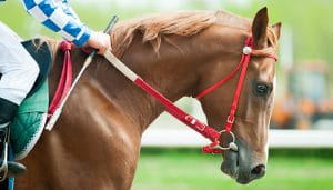 A Thoroughbred Horse on the Racetrack