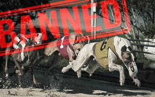 Greyhound Racing for Charity May Soon Be Banned in the UK 